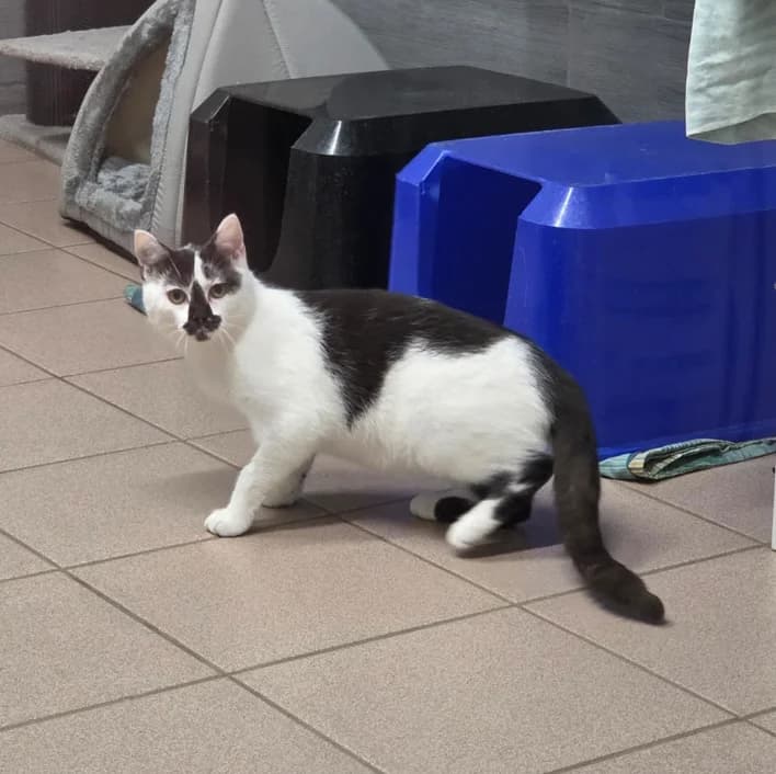 Burghard, schwarz male puppy European Shorthair for adoption at Tierheim Fulda, Fulda