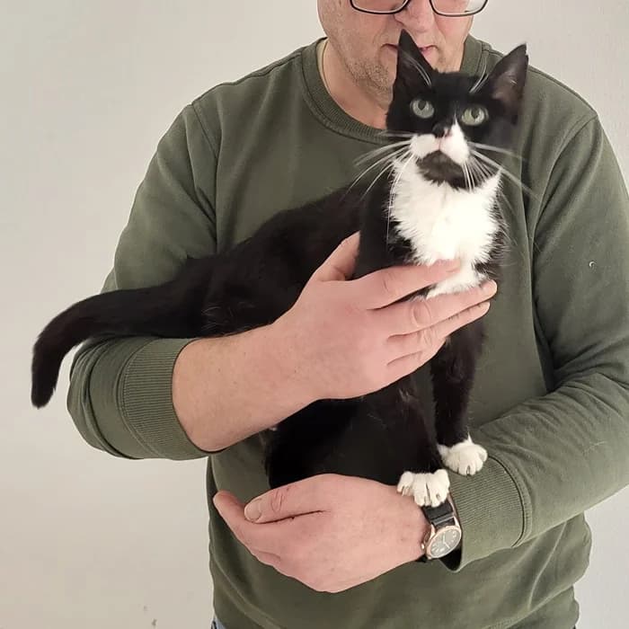 Hedwig, schwarz  young European Shorthair for adoption at Tierheim Fulda, Fulda