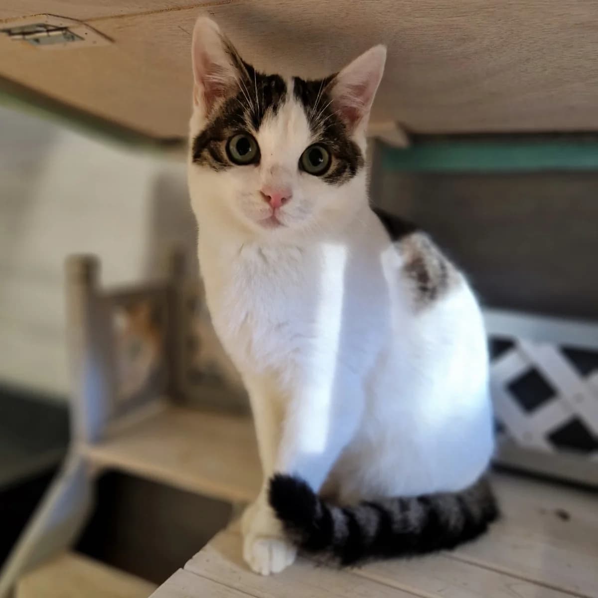 Julius, male young European Shorthair for adoption at Tierheim Fulda, Fulda