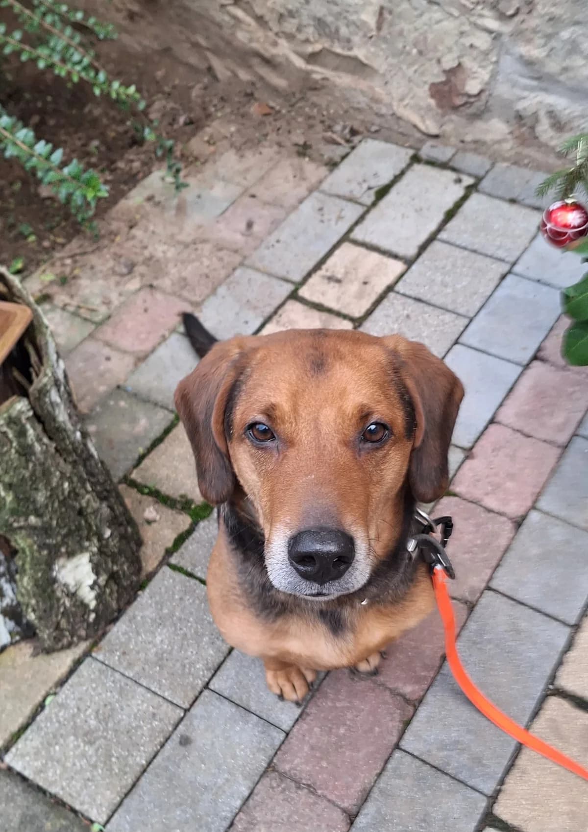 Fred, male 6yo Mixed Breed for adoption at Tierheim Fulda, Fulda