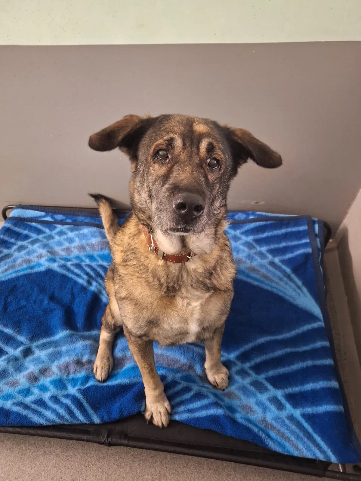 Lela, female senior Mixed Breed for adoption at Tierheim Fulda, Fulda