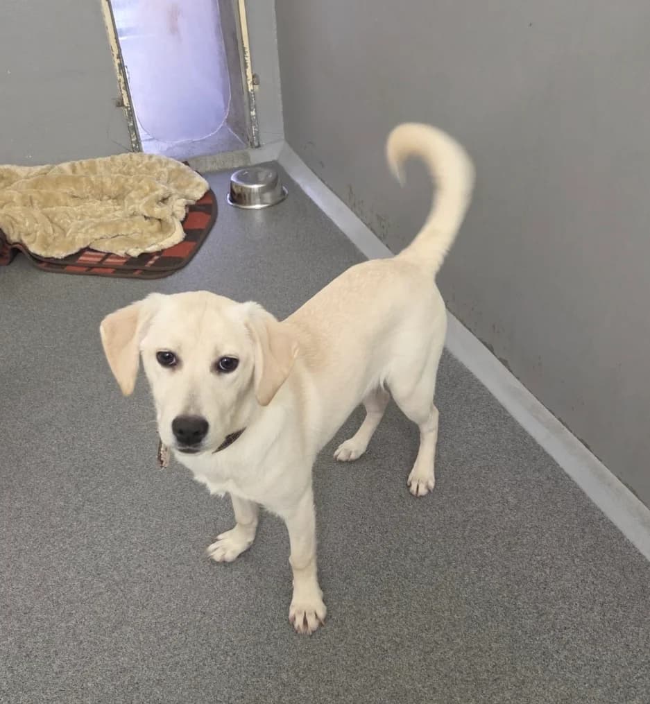 Ylvi, female puppy Mixed Breed for adoption at Tierheim Fulda, Fulda