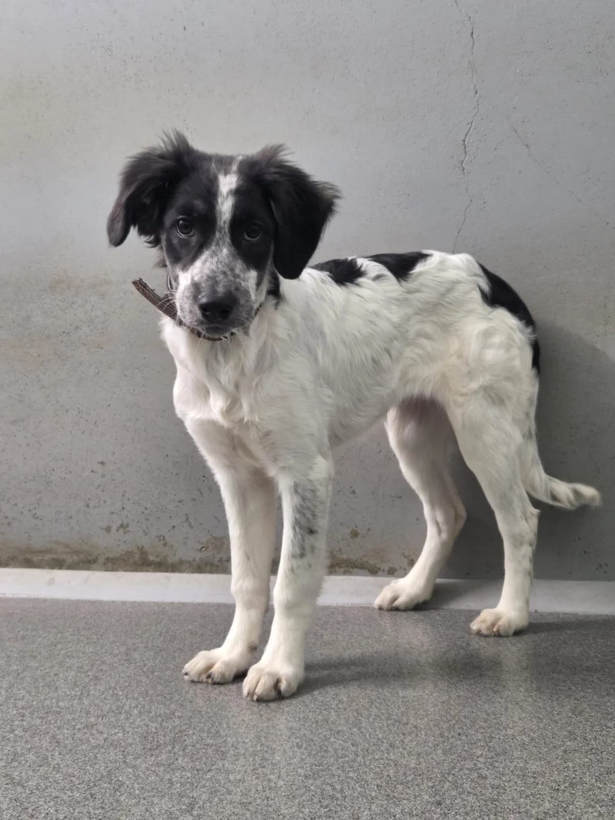 Gaja, female puppy Mixed Breed for adoption at Tierheim Fulda, Fulda
