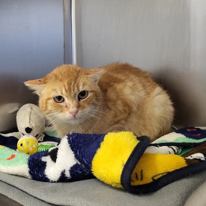 Moses, male young European Shorthair for adoption at Tierheim Fulda, Fulda