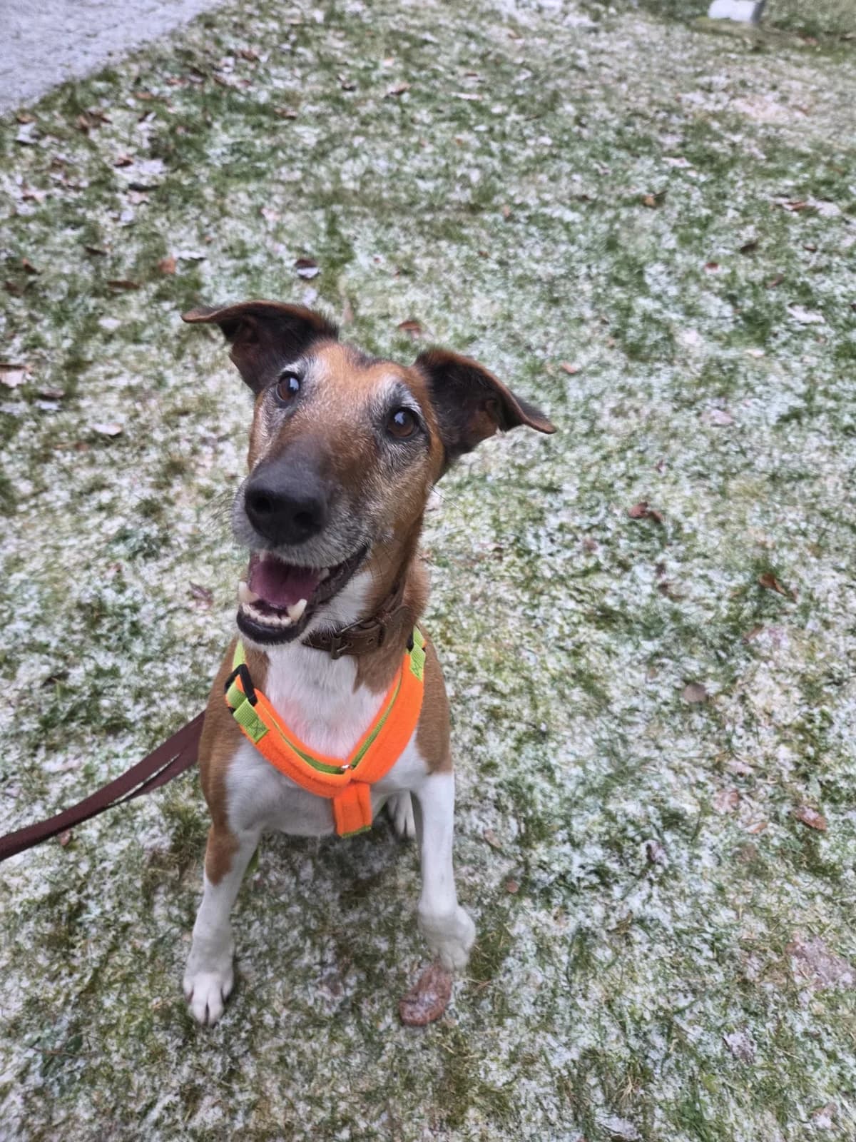 Lenny, male 7yo mixed breed for adoption at Tierheim Fulda, Fulda