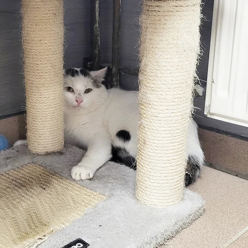 Tiger, male European Shorthair for adoption at Tierheim Fulda, Fulda