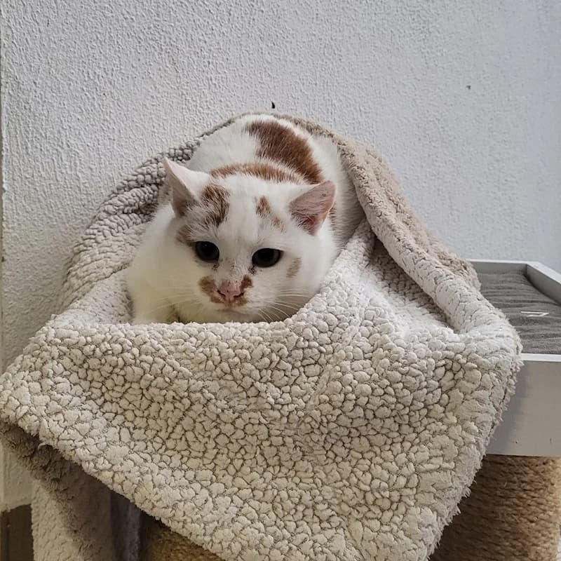 Taylor, rot  European Shorthair for adoption at Tierheim Fulda, Fulda