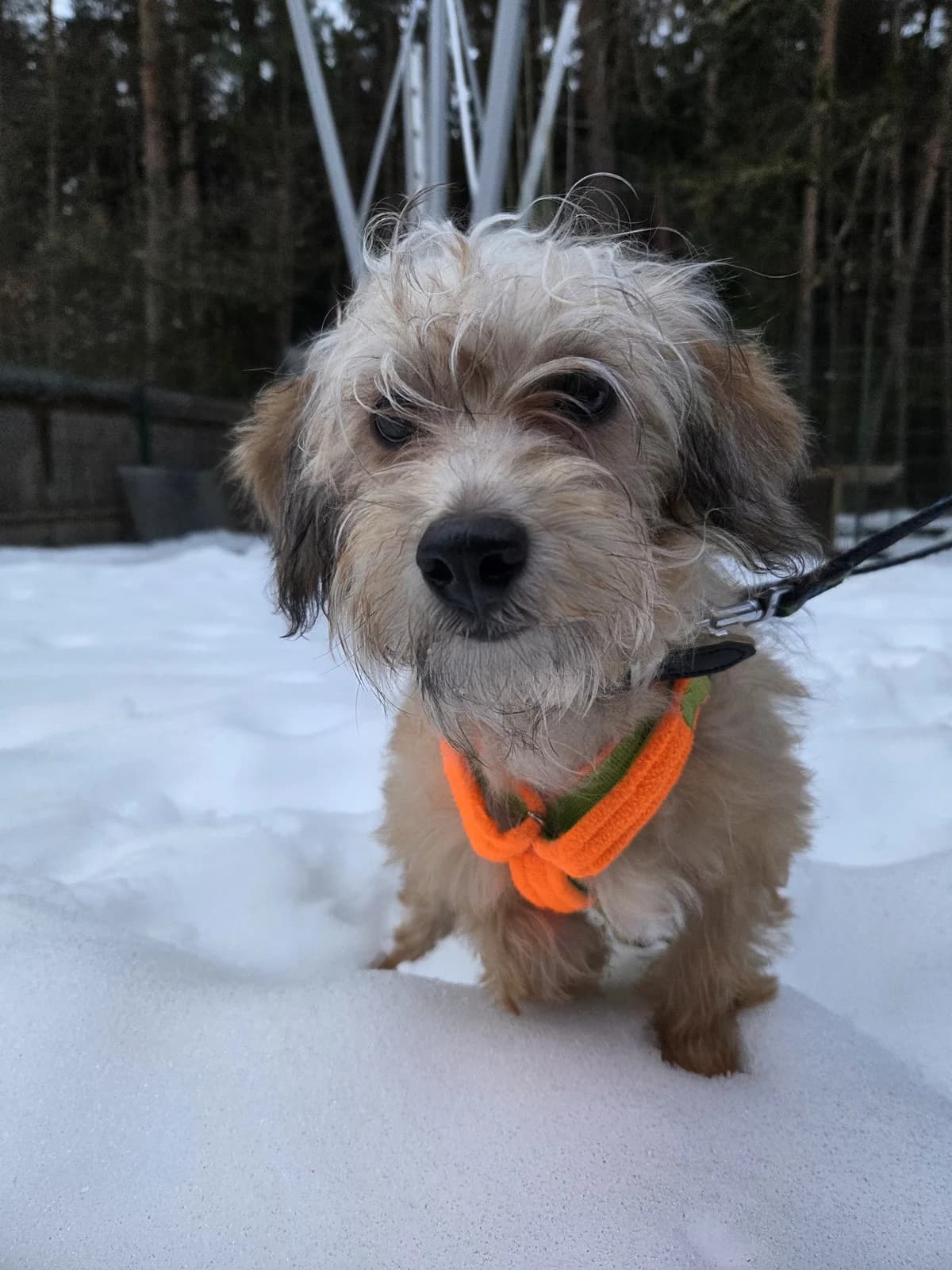 Moana, female puppy Mixed Breed for adoption at Tierheim Fulda, Fulda