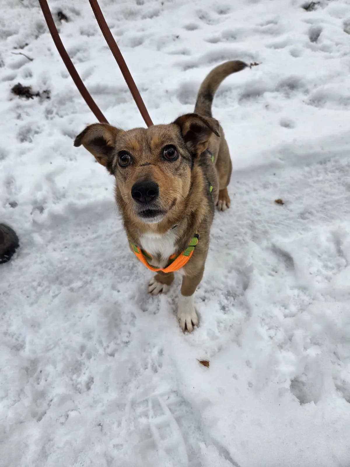 Nora, female young Mixed Breed for adoption at Tierheim Fulda, Fulda