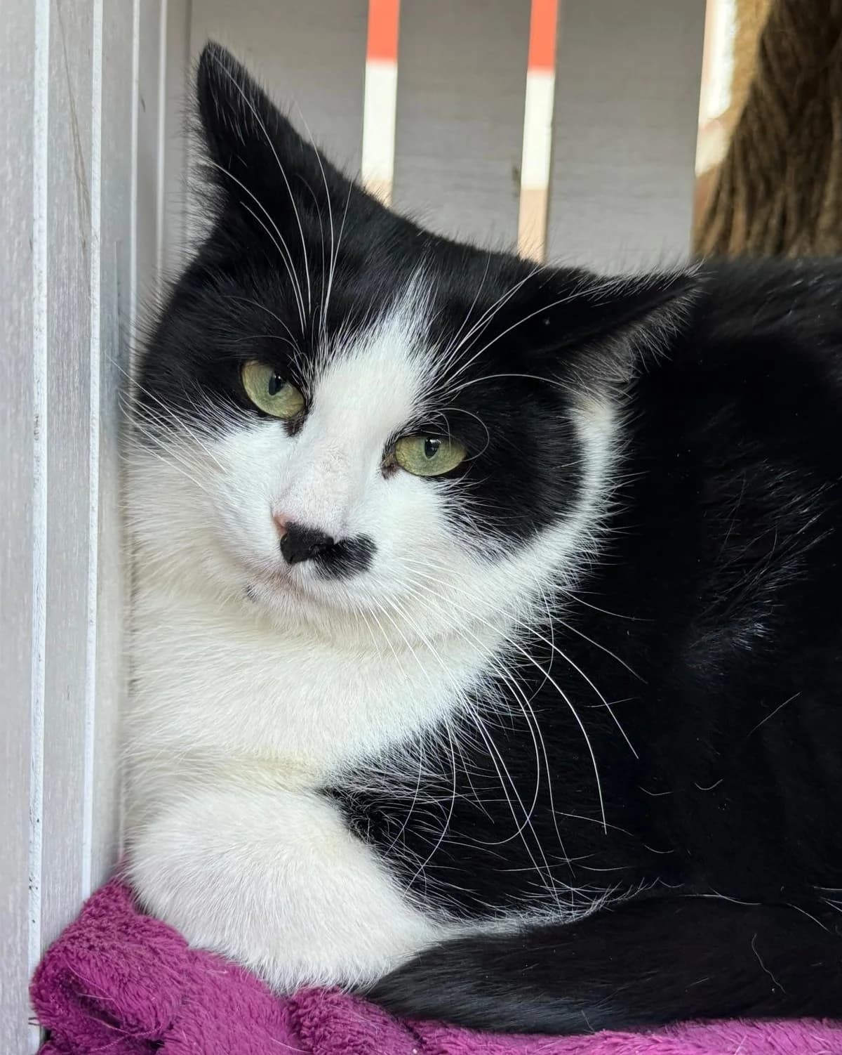 Noah, schwarz male European Shorthair for adoption at Tierheim Fulda, Fulda