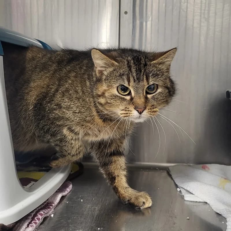 Asti, silber  European Shorthair for adoption at Tierheim Fulda, Fulda