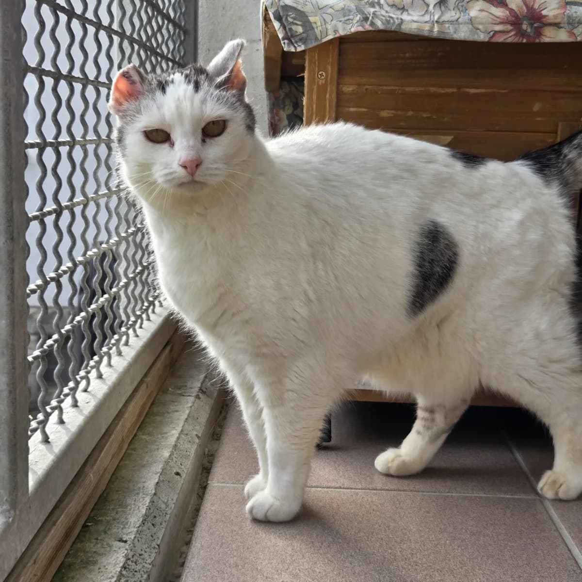 Gypsy, weiß  European Shorthair for adoption at Tierheim Fulda, Fulda