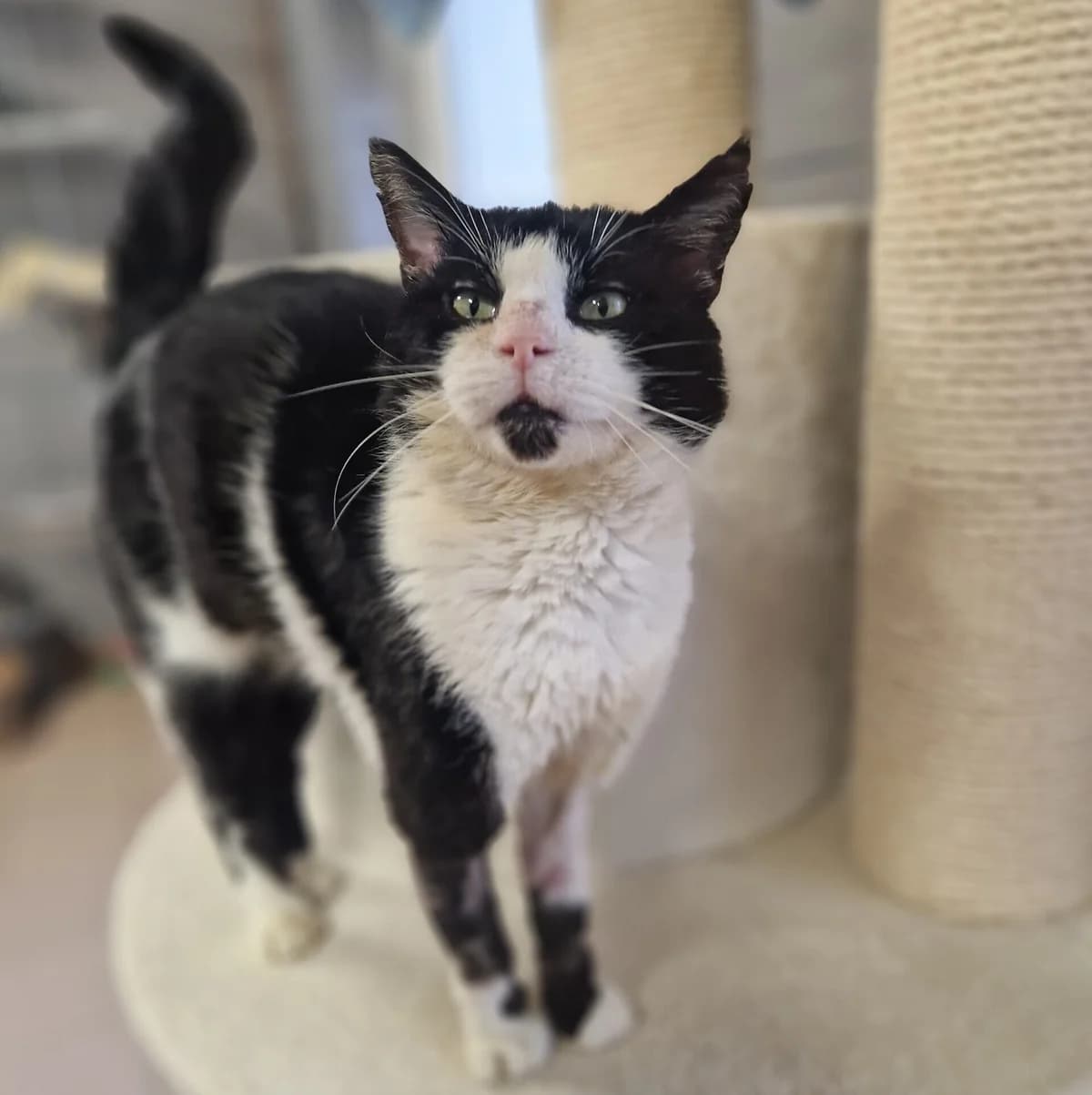 Schiller, schwarz male European Shorthair for adoption at Tierheim Fulda, Fulda