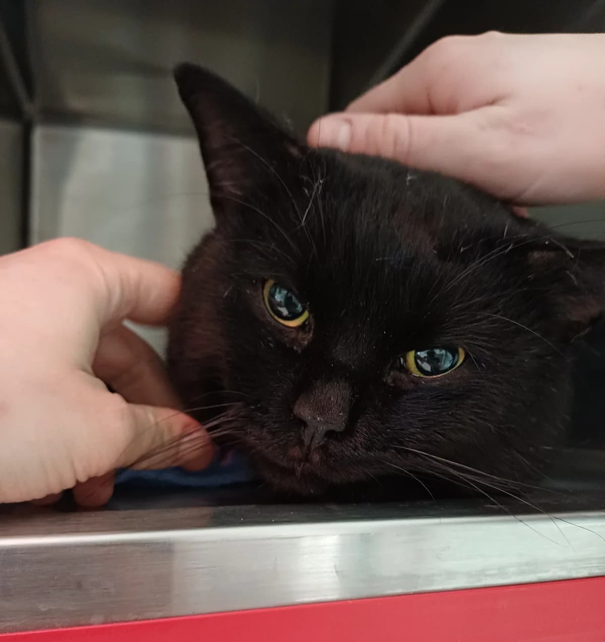 Puma, male puppy British Shorthair for adoption at Tierheim Fulda, Fulda