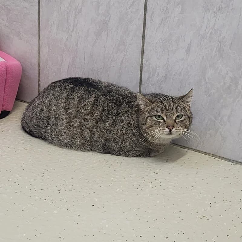 Irmgard, weiß  puppy European Shorthair for adoption at Tierheim Fulda, Fulda