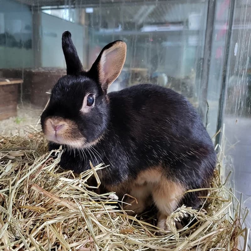 Julia, schwarz  mixed breed for adoption at Tierheim Fulda, Fulda