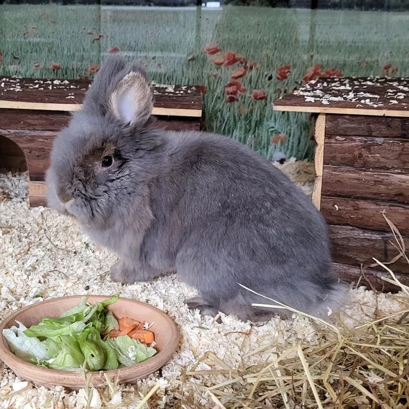Johannes,  mixed breed for adoption at Tierheim Fulda, Fulda