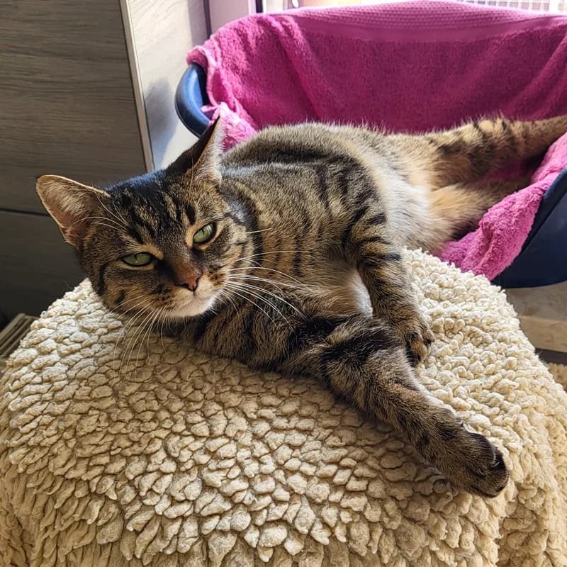 Rosaline,  puppy European Shorthair for adoption at Tierheim Fulda, Fulda