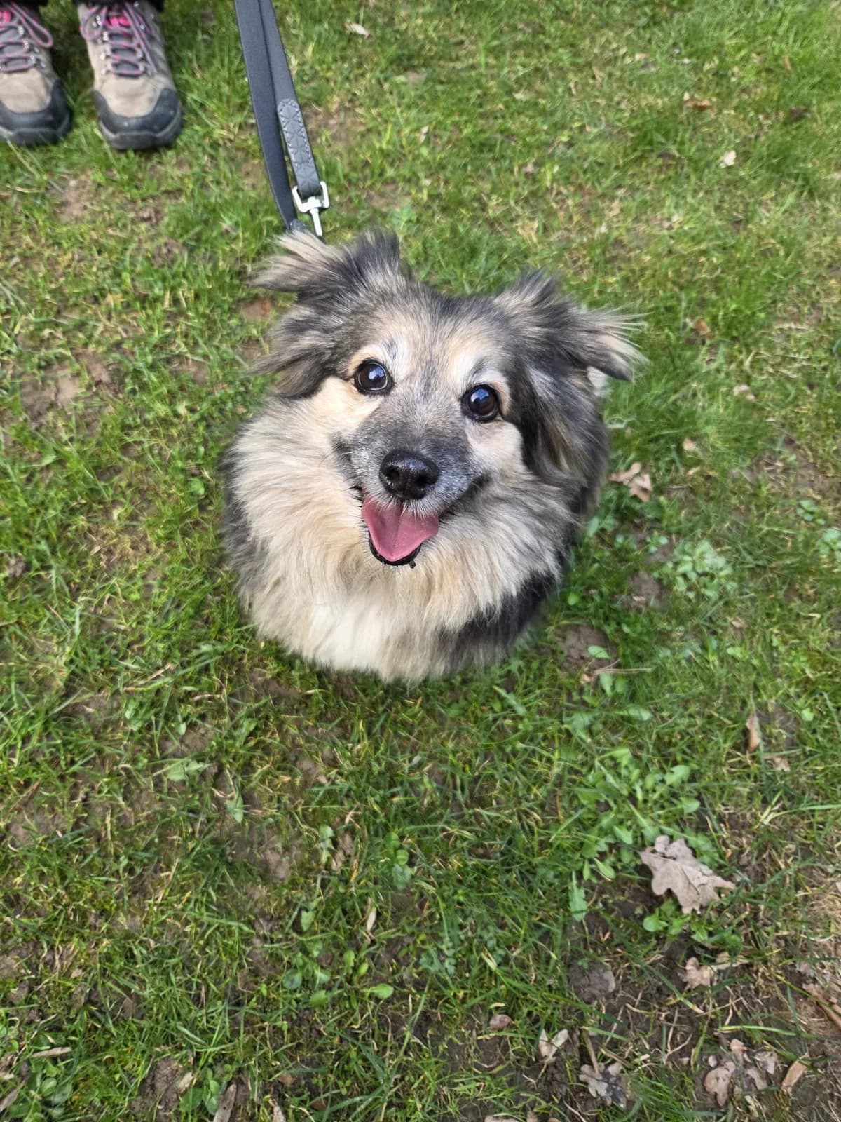 Leika, female senior Dachshund for adoption at Tierheim Fulda, Fulda