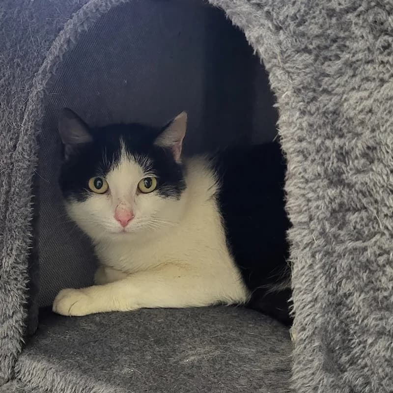 Tapsie, schwarz  European Shorthair for adoption at Tierheim Fulda, Fulda