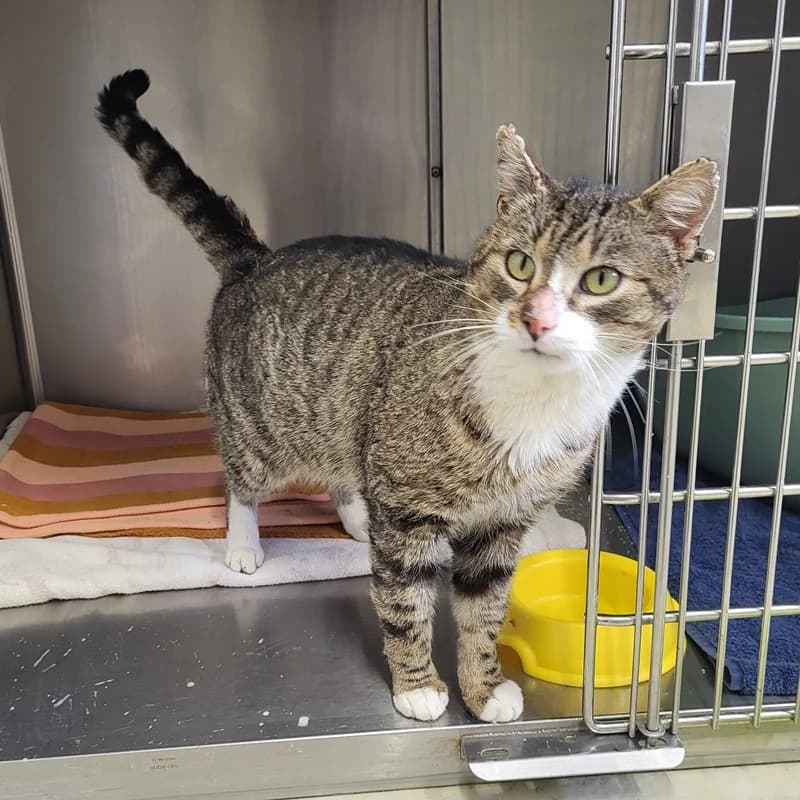 Leopold, weiß male puppy European Shorthair for adoption at Tierheim Fulda, Fulda