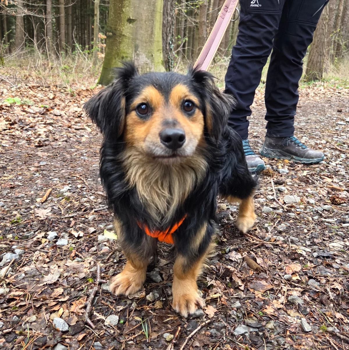 Thorin, male young Mixed Breed for adoption at Tierheim Fulda, Fulda