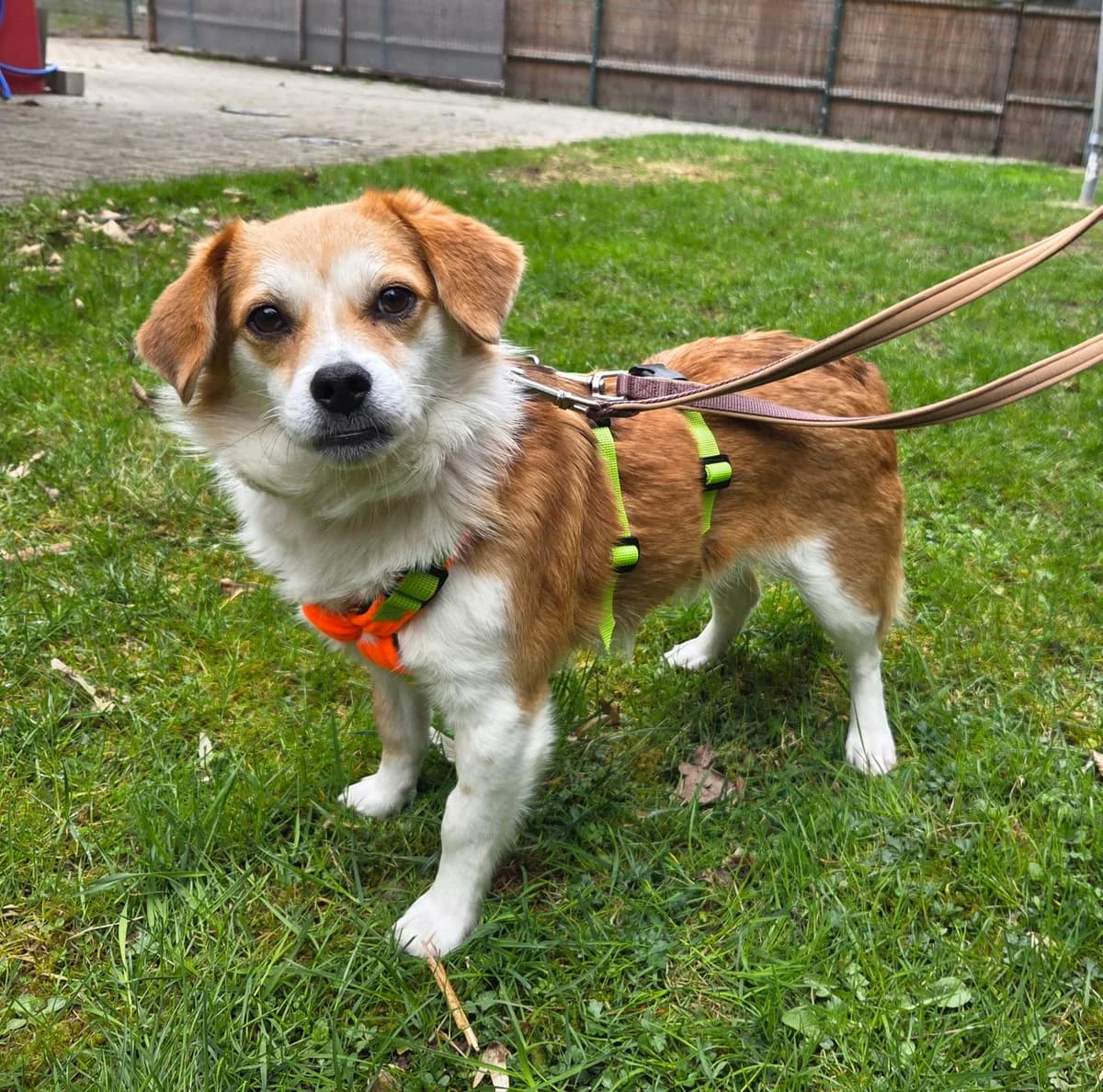 Polly, female young Mixed Breed for adoption at Tierheim Fulda, Fulda