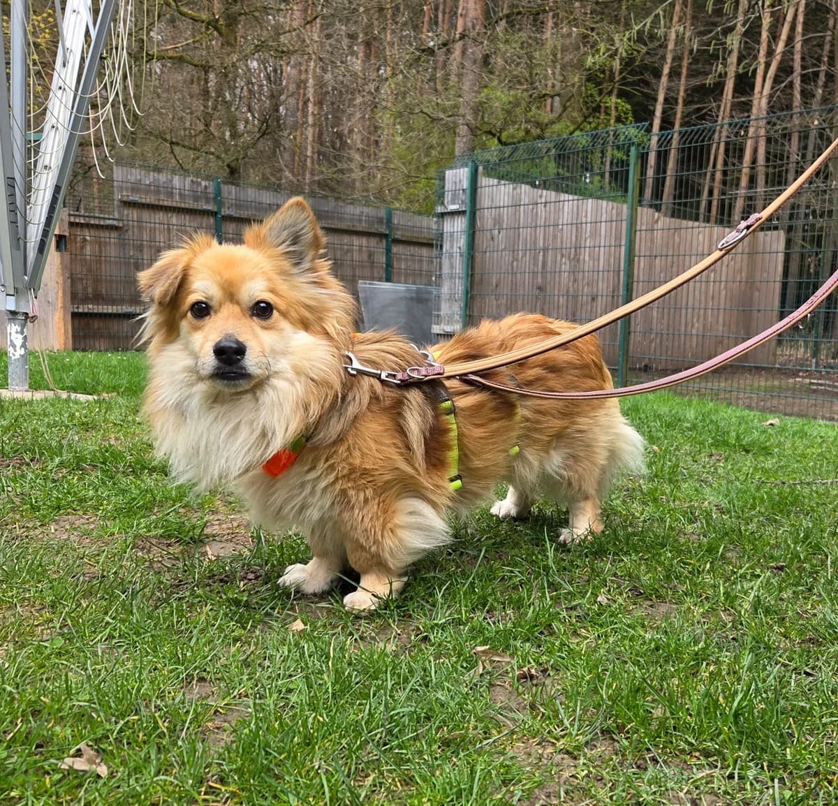 Bilbo, male young Mixed Breed for adoption at Tierheim Fulda, Fulda