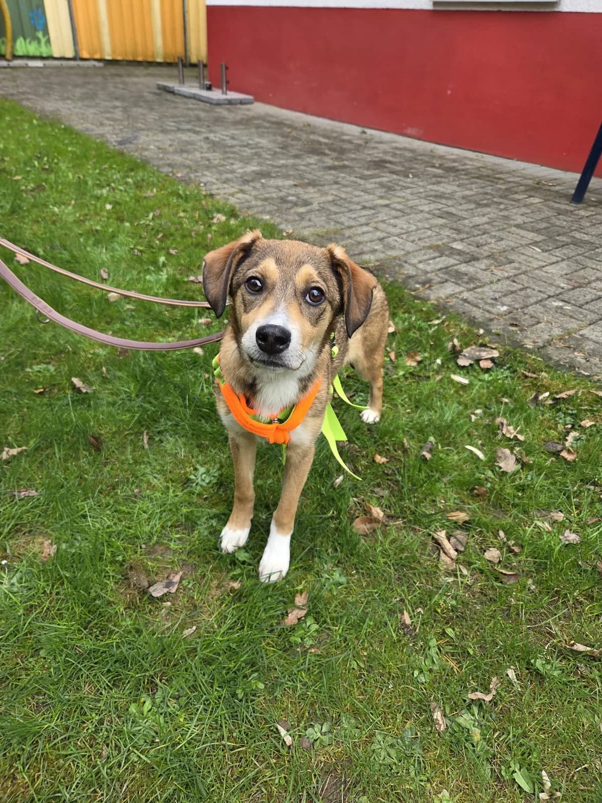 Luna, female puppy Mixed Breed for adoption at Tierheim Fulda, Fulda