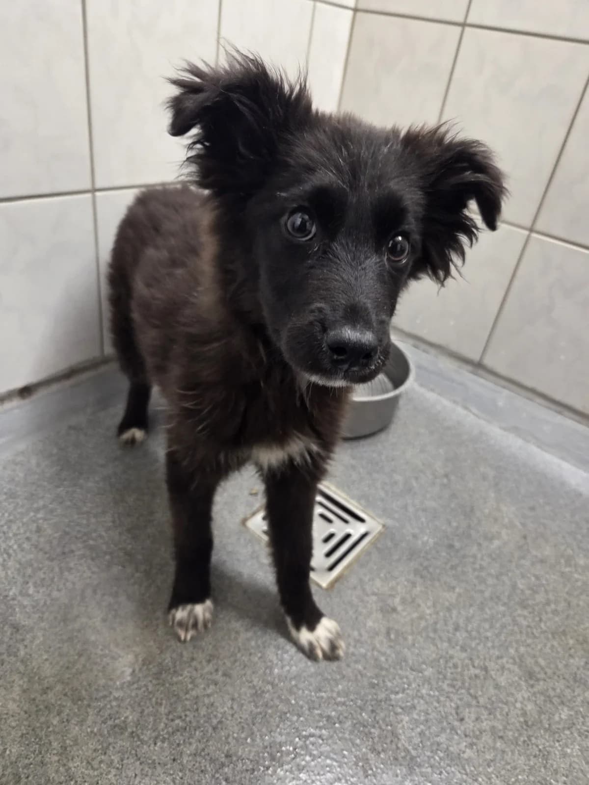 Eliza, female puppy Mixed Breed for adoption at Tierheim Fulda, Fulda