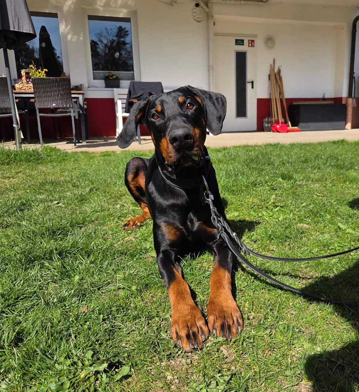 Loki, male young Doberman for adoption at Tierheim Fulda, Fulda
