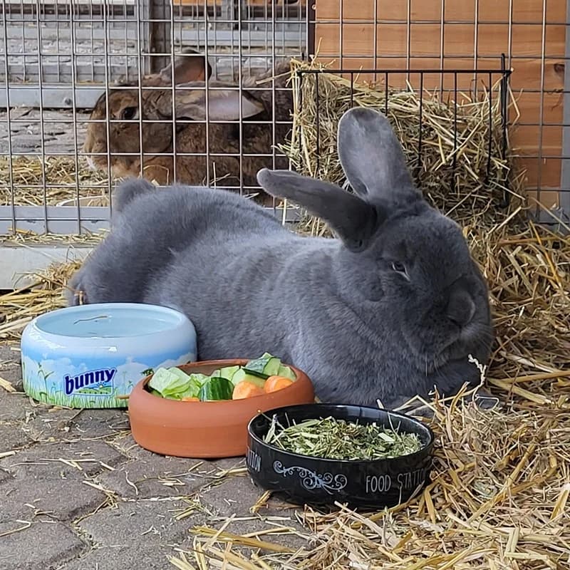 Titan,  mixed breed for adoption at Tierheim Fulda, Fulda