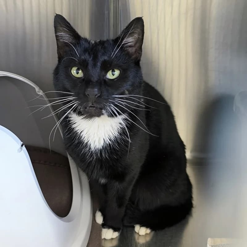 Basti, schwarz male European Shorthair for adoption at Tierheim Fulda, Fulda