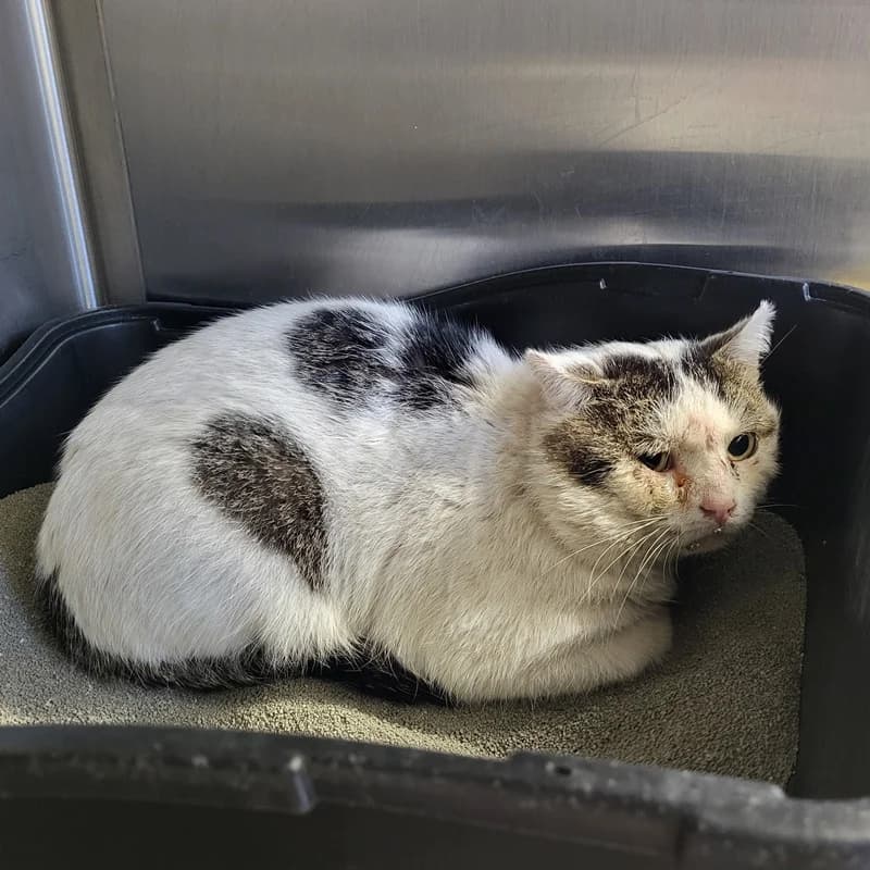 Katerli, male European Shorthair for adoption at Tierheim Fulda, Fulda