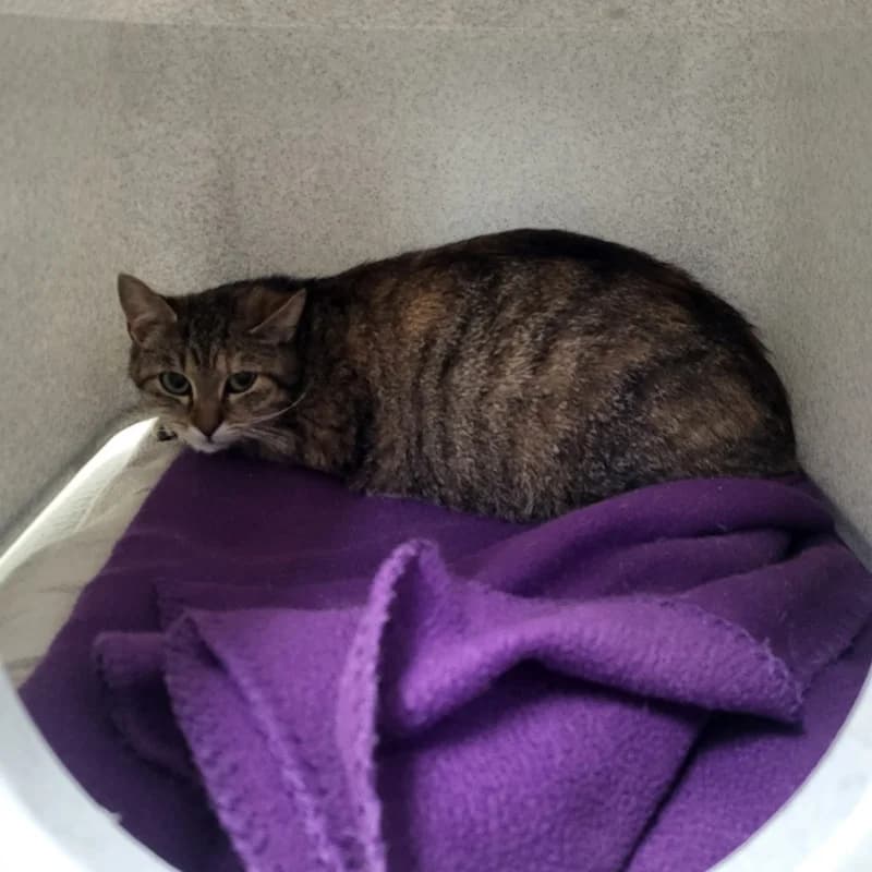 Erna,  European Shorthair for adoption at Tierheim Fulda, Fulda