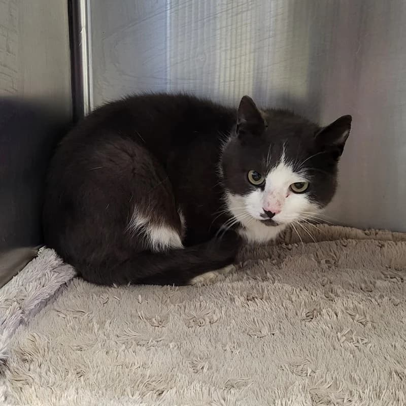 Charly, schwarz male European Shorthair for adoption at Tierheim Fulda, Fulda