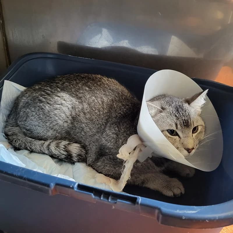 Junior, male European Shorthair for adoption at Tierheim Fulda, Fulda