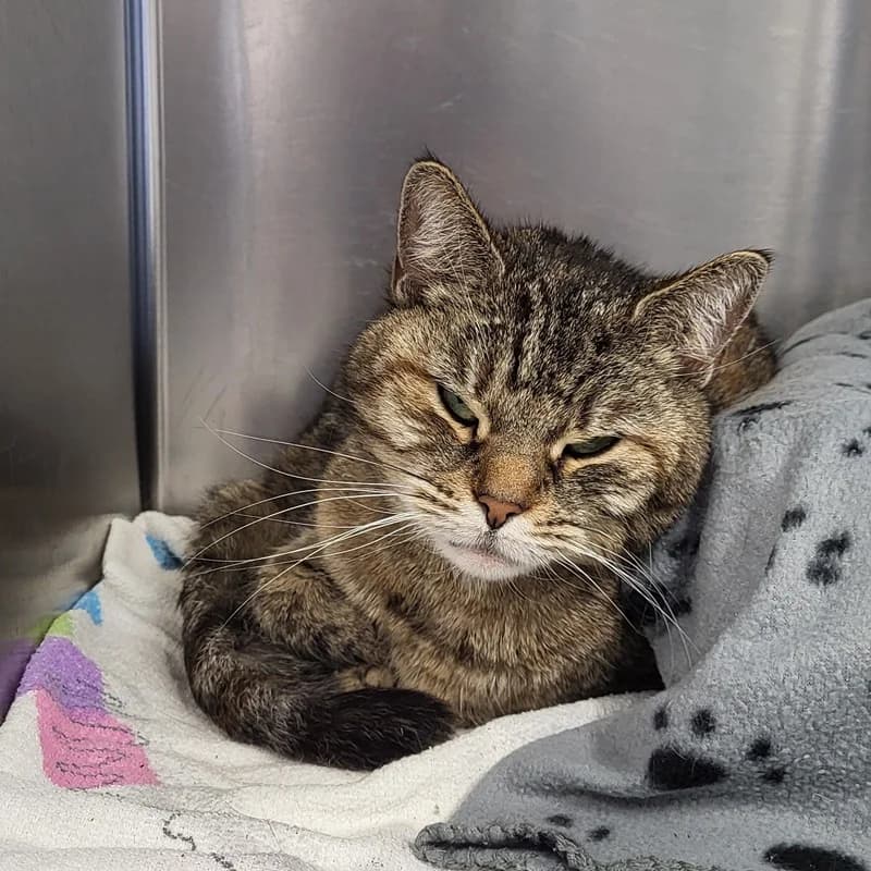 Zelda,  European Shorthair for adoption at Tierheim Fulda, Fulda