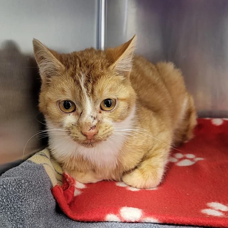 Foxy, rot male puppy European Shorthair for adoption at Tierheim Fulda, Fulda