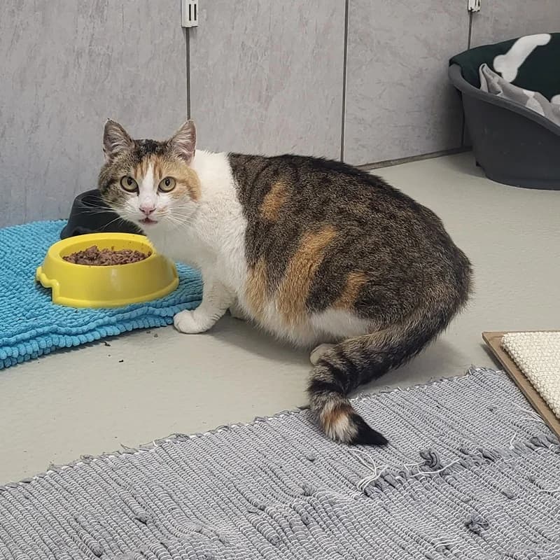 Buttercup,  puppy European Shorthair for adoption at Tierheim Fulda, Fulda