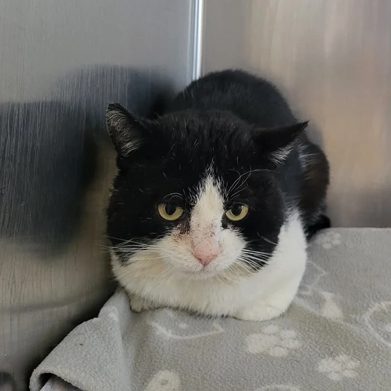 Piet, schwarz male European Shorthair for adoption at Tierheim Fulda, Fulda