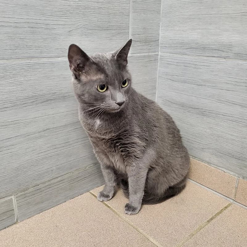 Merlin und Simba, male 6yo European Shorthair for adoption at Tierheim Fulda, Fulda