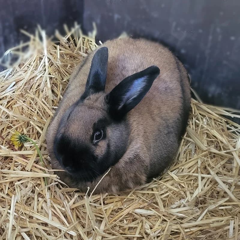 Adelheid und Adele, braun  young mixed breed for adoption at Tierheim Fulda, Fulda