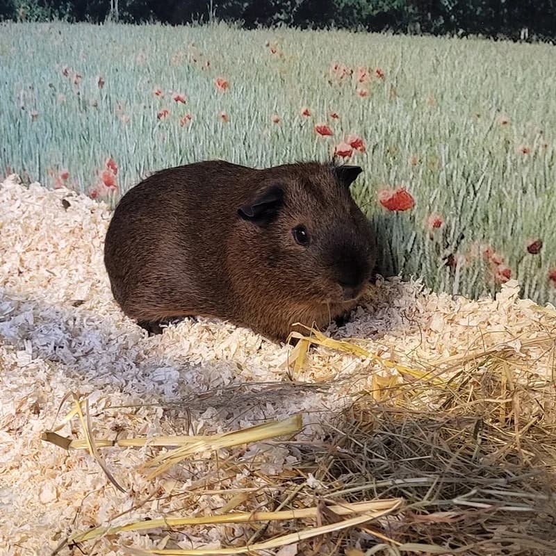 Charly,  mixed breed for adoption at Tierheim Fulda, Fulda