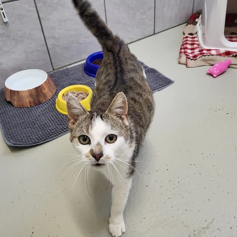 Hope, weiß  European Shorthair for adoption at Tierheim Fulda, Fulda
