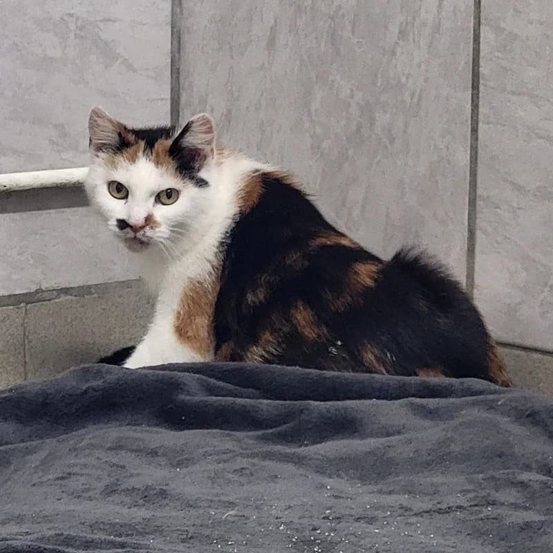 Minni,  European Shorthair for adoption at Tierheim Fulda, Fulda