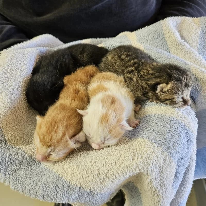 Mavi, Marla, Murmel und Maggie,  puppy European Shorthair for adoption at Tierheim Fulda, Fulda