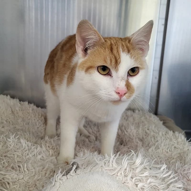Karl, rot male European Shorthair for adoption at Tierheim Fulda, Fulda