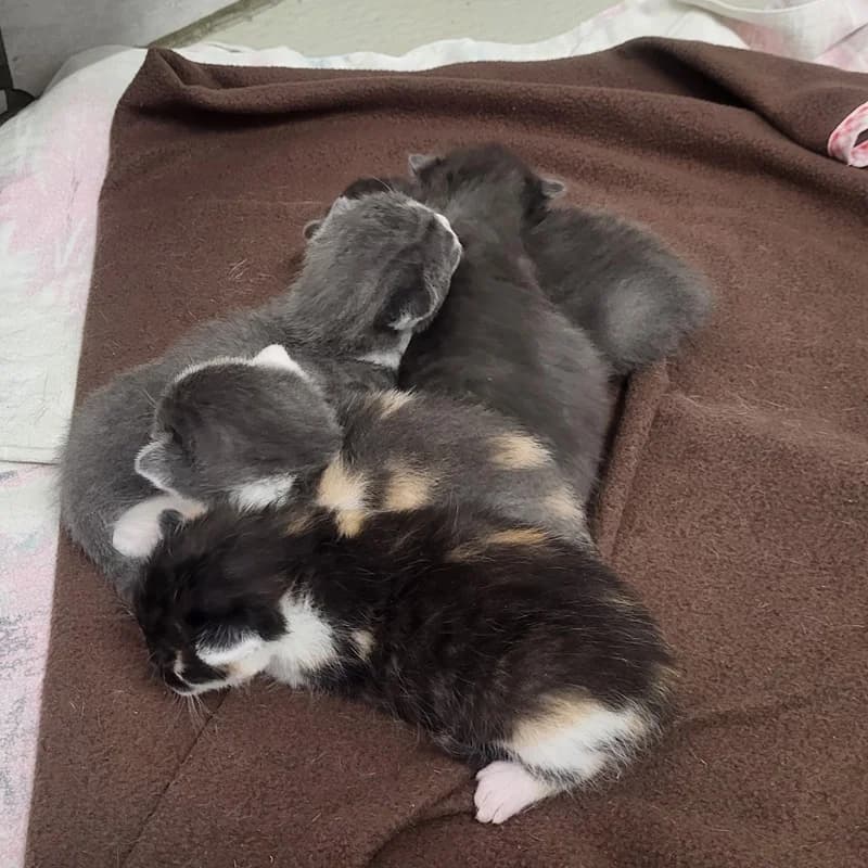 Timmi, Tessa, Tilda, Titus und Tara, blau male puppy European Shorthair for adoption at Tierheim Fulda, Fulda