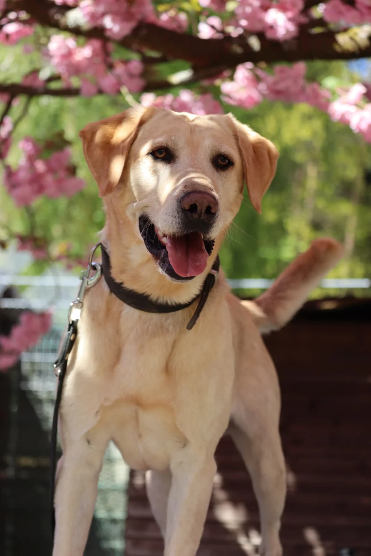 Sky, male 4yo Mixed Breed for adoption at Tierheim Fulda, Fulda
